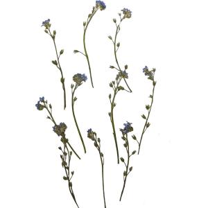押し花 ドライフラワー わすれな草 ナチュラル 枝付き 12枚 固まるハーバリウム クリアリウム 最安値 価格比較 Yahoo ショッピング 口コミ 評判からも探せる