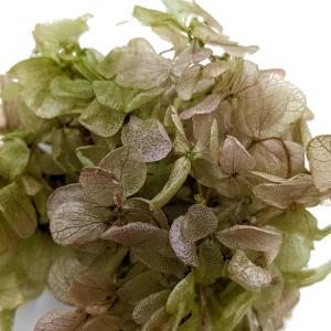 プリザーブドフラワー 花材 ソフトピラミッドアジサイ