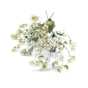 ドライフラワー 花材 レースフラワー ナチュラル 約3本