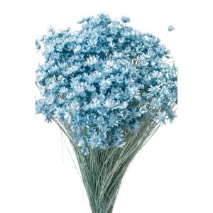 そらプリ ドライフラワー 花材 スターフラワー ミニ