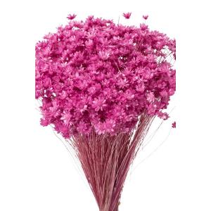 そらプリ ドライフラワー 花材 スターフラワー ミニ