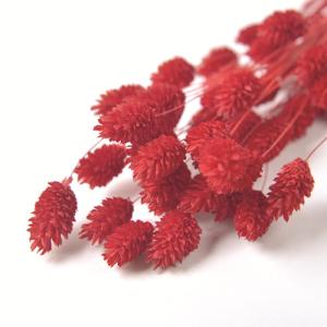 ドライフラワー 花材 ポアプランツ レッド 赤 小分け ファラリス フロールエバー 材料 資材 ハンドメイド