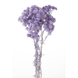 大地農園 ドライフラワー 花材 イモーテル エンジェル パープル 小分け 材料 紫｜solargift