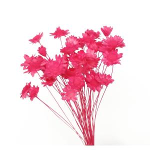 そらプリ ドライフラワー 花材 スターフラワー ブロッサム