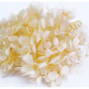プリザーブドフラワー 花材 アジサイ アプリコッ...の商品画像