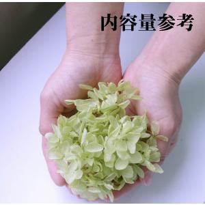 プリザーブドフラワー 花材 アジサイ アプリコ...の詳細画像2