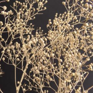 そらプリ かすみ草 プリザーブドフラワー カスミソウ