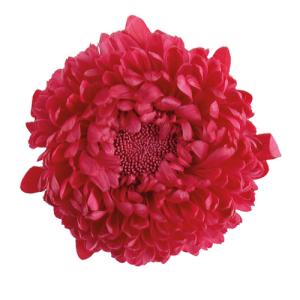 エバーフラワーの商品一覧 通販 Yahoo ショッピング