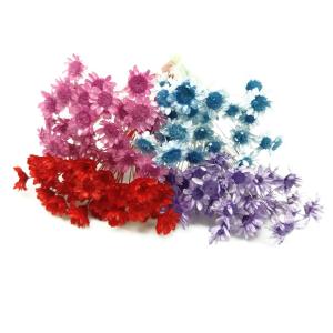 ドライフラワー 花材セット スターフラワーブロッサム
