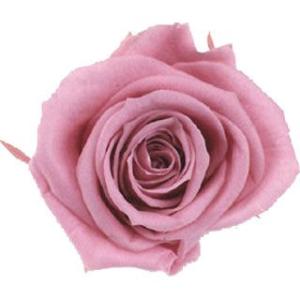 ピッコラブロッサムローズ チェリーブロッサム 小分け