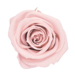 エバーフラワーの商品一覧 通販 Yahoo ショッピング