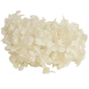 プリザーブドフラワー 花材 ソフトアナベル アジサイ