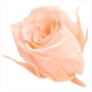 プリザーブドフラワー 花材 ビビアン ローズ ク...の商品画像
