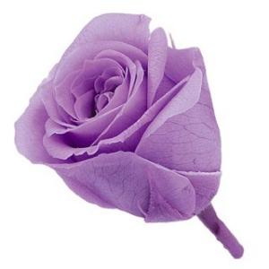 プリザーブドフラワー 花材 ビビアン ローズ ス...の商品画像