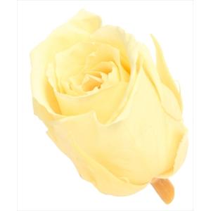 プリザーブドフラワー 花材 ビビアン ローズ モーニングイエロー