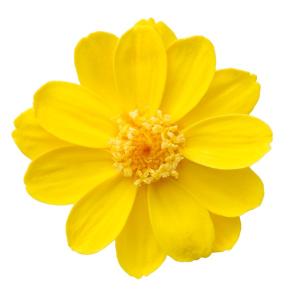 そらプリ プリザーブドフラワー 花材 ジニア 小 ミモザ イエロー 小分け 1輪 黄色 大地農園 花｜solargift
