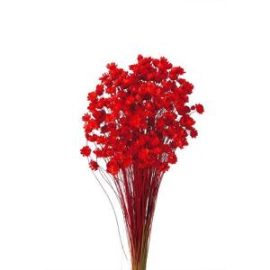 そらプリ ドライフラワー 花材 スターフラワー ブロッサム