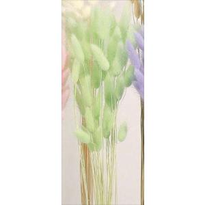 そらプリ ドライフラワー 花材 ラグラス ミント...の商品画像