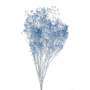 ドライフラワー 花材 モリソニア ブルー 小分け 大地農園｜solargift