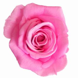 ニーナローズ ピンク 小分け 1輪入 プリザーブドフラワー 材料 花材｜solargift