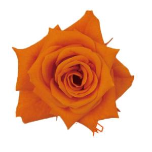 サラローズ オレンジ 小分け 1輪入 プリザーブドフラワー 材料 花材｜solargift