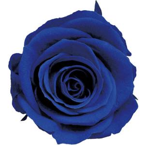 ティファニーローズ サファイアブルー 小分け 1輪入