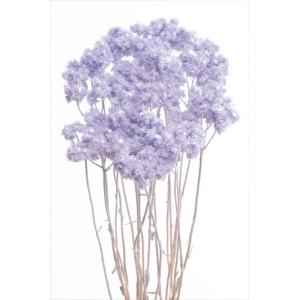 ドライフラワー 花材 クリスパム エンジェル パープル