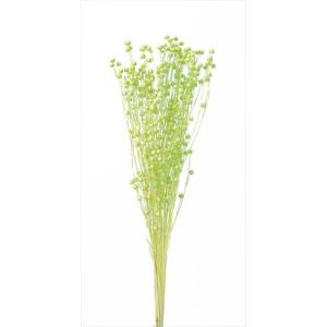 ドライフラワー 花材 リンフラワー アップル グ...の商品画像