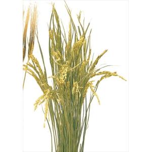 稲穂 花材の商品一覧 通販 Yahoo ショッピング
