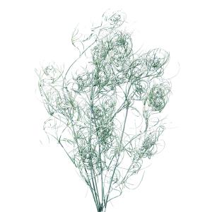 プリザーブドフラワー 花材 ゴアナクロー ウォッシュホワイト 約3本 大地農園 プリザービング｜solargift