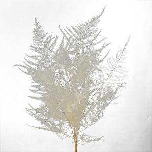 お花の贈り物そらーる アスパラ プリザーブドグリーン Yahoo ショッピング