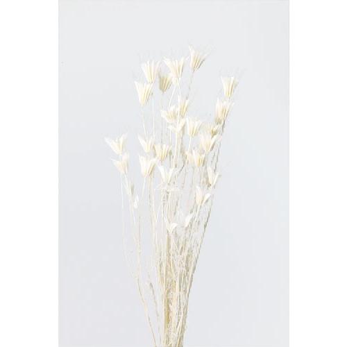 大地農園 ドライフラワー ニゲラオリエンタリス 白 約30g 花材 ホワイト