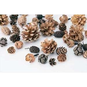 木の実 種類 秋 ドライフラワー の商品一覧 花 ガーデニング 通販 Yahoo ショッピング