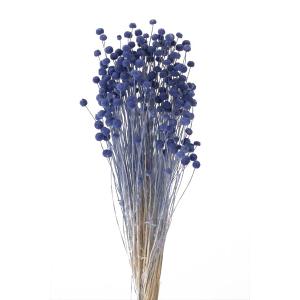 ドライフラワー 花材 ピンキーボタン コバルト ブルー 約22g 大地農園 材料 資材 青 水色 花｜solargift
