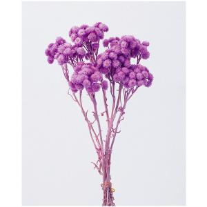 大地農園 ドライフラワー イモーテル パープル 約15g 花材 紫｜solargift