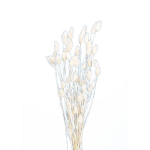 ドライフラワー 花材 ポアプランツ 白 約15g 大地農園