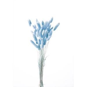 ドライフラワー 花材 ラグラス ラベンダー 約15g 大地農園 青 ブルー 材料｜solargift
