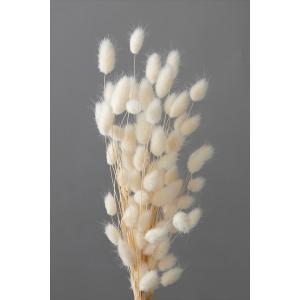 ドライフラワー 花材 ハニーテール 白 約10g 大地農園 プリザーブドフラワー 材料 ホワイト
