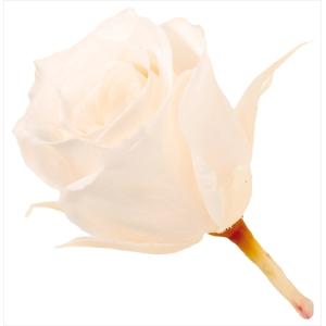 プリザーブドフラワー 花材 ビビアン ローズ バラ 花材 ホワイトシャンパン 24輪 大地農園 箱 白 小さい｜solargift