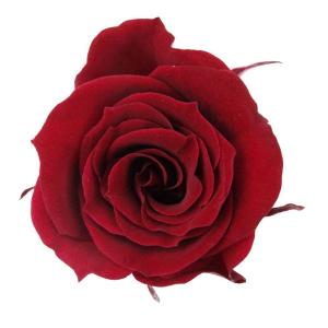 大地農園 ローズ・ミミ 03840-471 ワインレッド 9輪 4988489199346 国産 プリザーブドフラワー 花材 ブリザードフラワー プリザーブドローズ バラ 薔薇