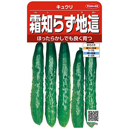 サカタのタネ 実咲野菜0470 霜知らず地這 キュウリ 00920470
