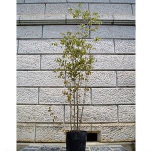 アオダモ 株立ち 樹高1.8〜2.0m前後(根鉢含まず) 単品 : 相馬