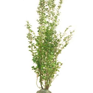 逸品。ヒメシャラ株立1.7M(鉢底から)品番C 逸品。ヒメシャラ株立1.7M(鉢底から)品番C 逸品。ヒメシャラ株立1.7