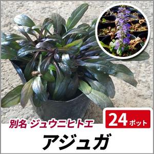 アジュガ 花 ガーデニング の商品一覧 通販 Yahoo ショッピング