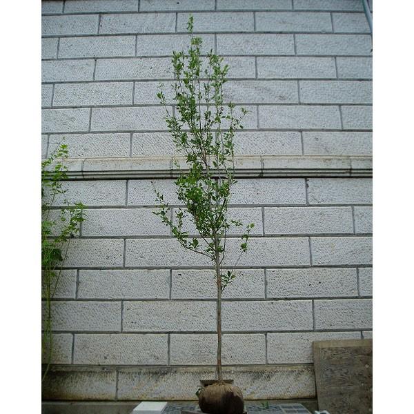 リンゴ アルプス乙女 樹高1.8〜2.0m前後(根鉢含まず) 単品