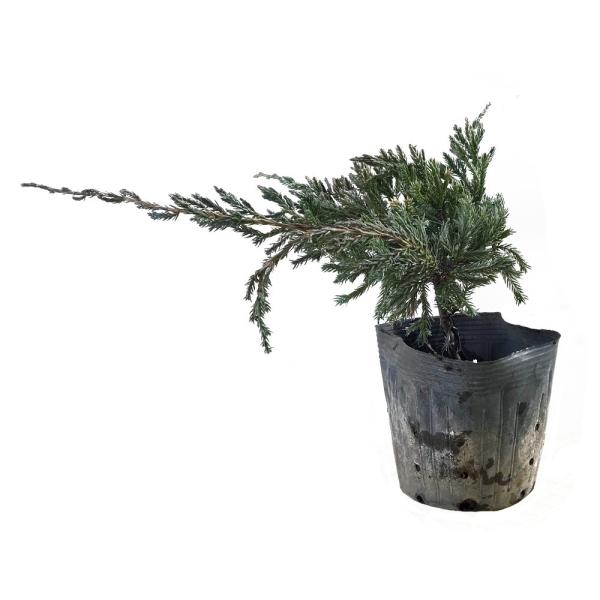 ブルーカーペット 12ポットセット