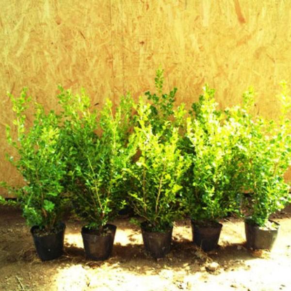 ボックスウッド (西洋ツゲ) 樹高30〜40cm前後 10本セット