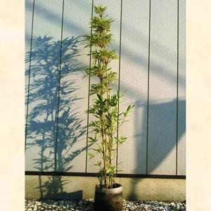 鉢植え 黒竹 株立ち 約1.8m 現品発送 特大株 植木苗木大苗 クロチク