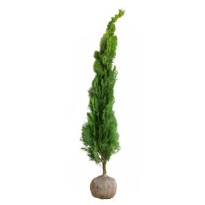 カクレミノ 樹高1.8〜2.0m前後(根鉢含まず) 単品 : 相馬グリーン