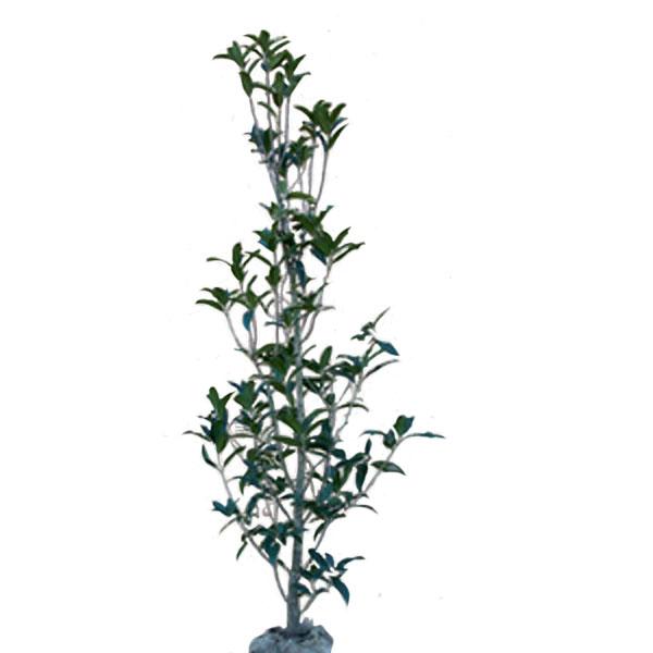 ギンモクセイ 単木 樹高1.5m前後(根鉢含まず) 単品